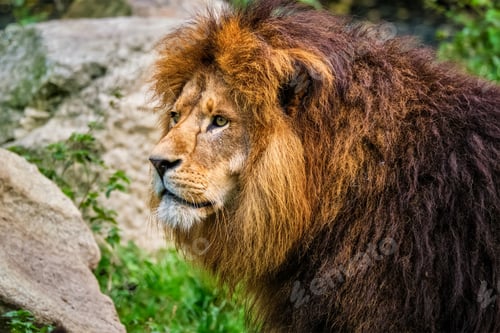 Preview: Lion in jungle forest in nature