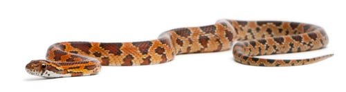 Preview: Scaleless Corn Snake, Pantherophis Guttatus, in front of white background