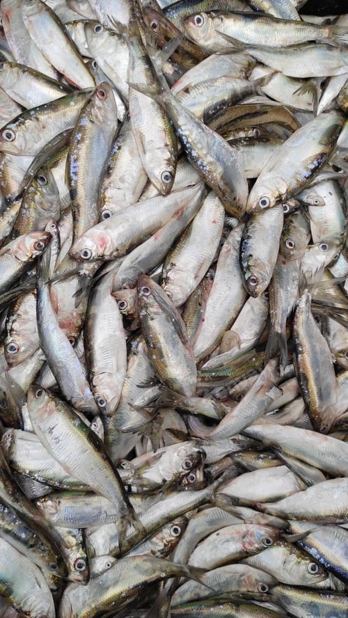 Preview: Many small fishes, top view