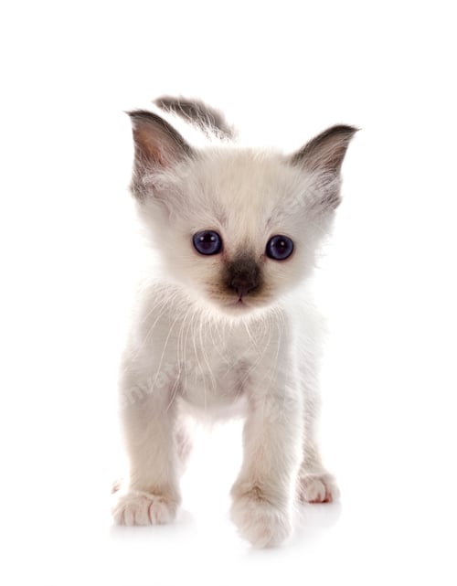 Preview: birman kitten in studio