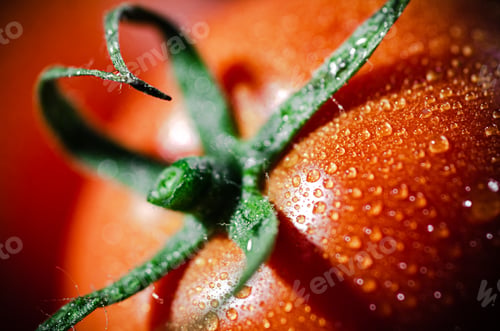 Preview: Fresh tomatoes macro.