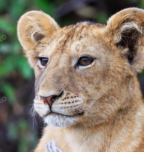 Preview: A Best wildlife sanctuary in the world