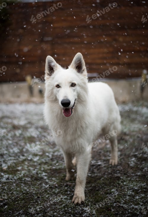 Preview: Dog standing under snow