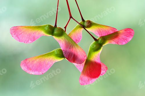 Preview: Red and green winged fruits and seeds of maple tree, Acer palmatum