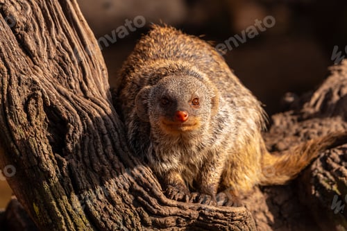 Preview: A small animal with a long snout is sitting on a tree branch