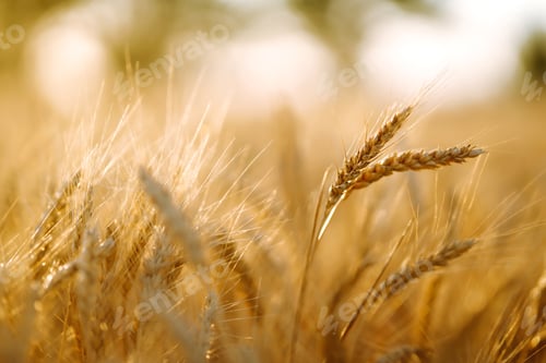 Preview: Sunset wheat golden field in the evening. Growth nature harvest. Agriculture farm.