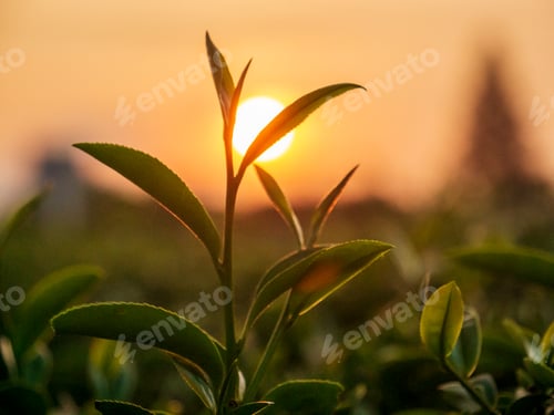 Preview: Sunlight Green tea tree plant camellia sinensis in organic farm. Close up Tree green tea