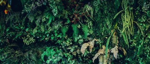 Preview: Close up group of background green leaves texture and abstract background. leaf nature concept.