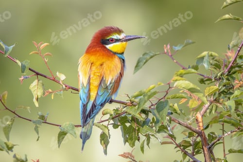 Preview: European Bee Eater perched on Branch