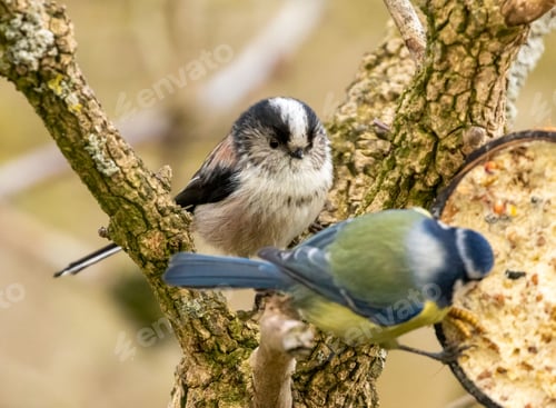 Preview: Long-tailed tit waiting patiently while a blue tit feeds on a suet coconut shell