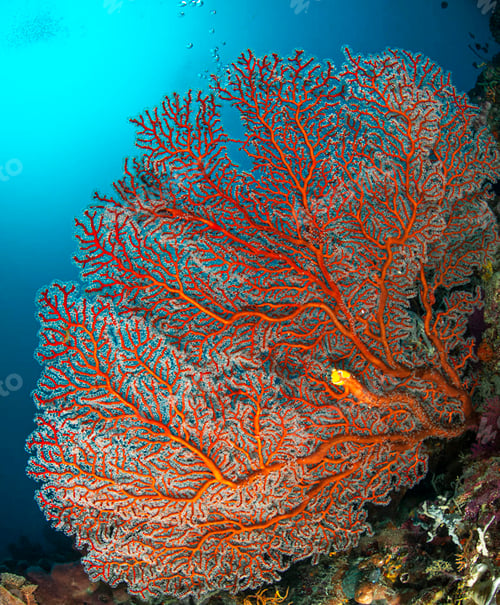 Preview: Amazing underwater world, Underwater world scene.