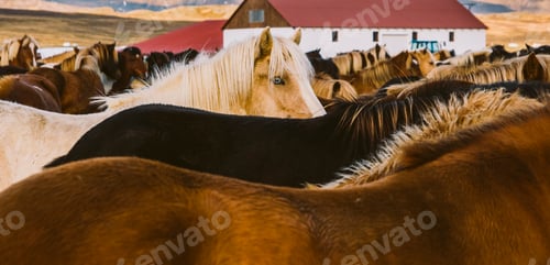 Preview: Authentic wild Icelandic horses in nature riding.