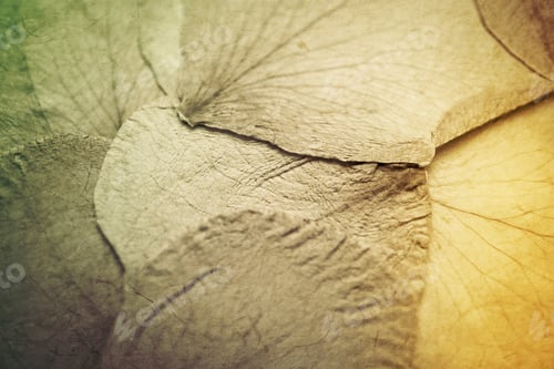 Preview: Dry Rose Petal In Vivid Color Style On Mulberry Paper Texture For Background