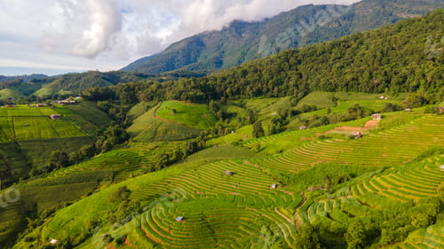 Preview: Terraced Rice Field in Chiangmai, Thailand