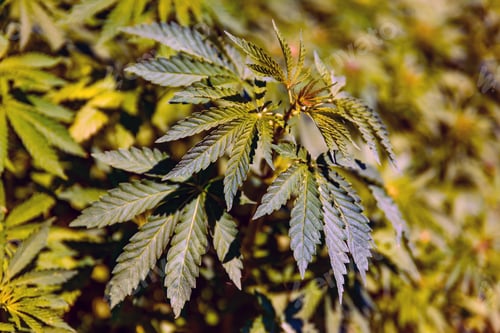 Preview: Green bushes of marijuana. Close up view of a marijuana cannabis bud.
