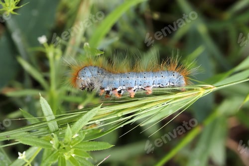 Preview: close-up of caterpillar on leaf