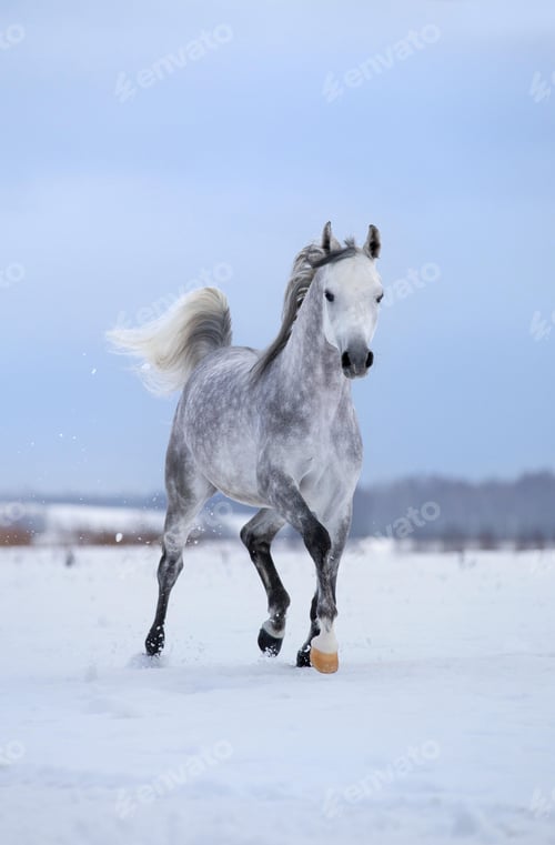 Preview: arabian, horse, mare, stallion, riding