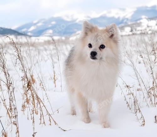 Preview: Japanese Spitz in studio