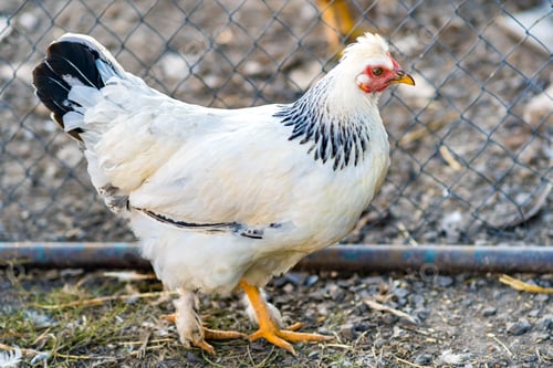 Preview: Hens feed on traditional rural barnyard. Detail of a hen head. Close up of chicken standing on barn