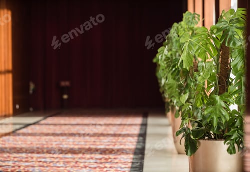 Preview: Indoor Plant In The Hall