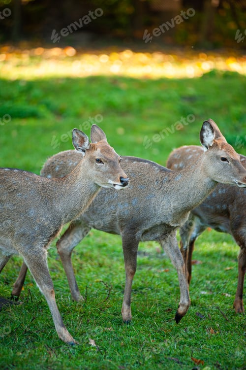 Preview: wild animals, deer in the forest, european fauna