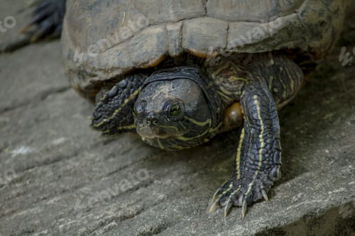 Preview: The turtle is on a cement floor.