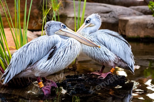 Preview: Pair of pink pelicans in a pond. Pelecanus rufescens.