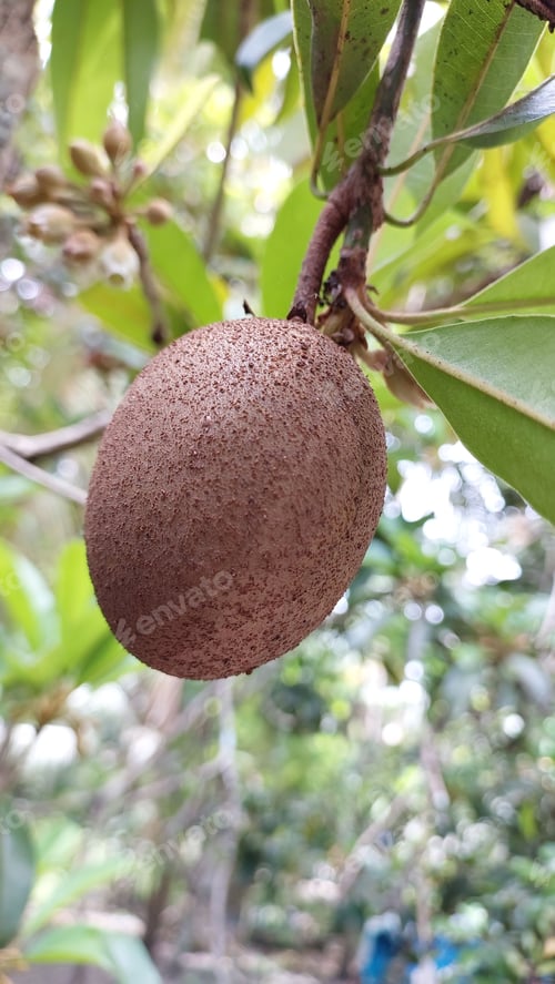 Preview: Vertical closeup shot of a sapodilla ripe on a tree
