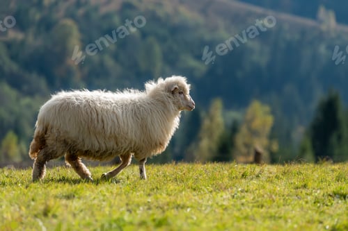 Preview: Sheep on pasture in mountains