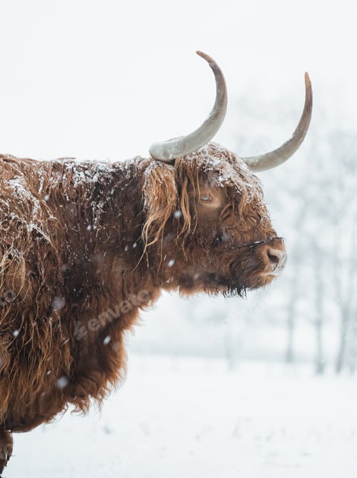 Preview: Scottish Highlander Cow Cattle covered with snow in nature 2022