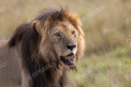 Preview: A Lion in Africa