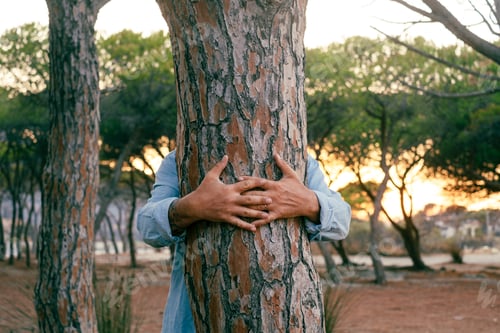 Preview: Nature lover environment and planet care climate change concept gesture. One man hugging a trunk