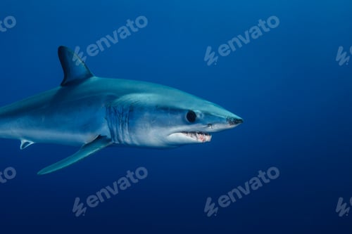 Preview: Underwater view of shortfin mako shark (Isurus oxyrinchus) swimming, West Coast, New Zealand