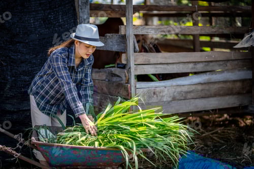Preview: An Asian female farmer in Thailand prepares grass to be fed to cows in the barn.