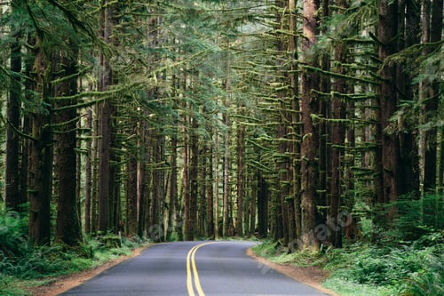 Preview: Road winding through the lush, temperate rainforest of the Hoh rainforest in Washington, USA