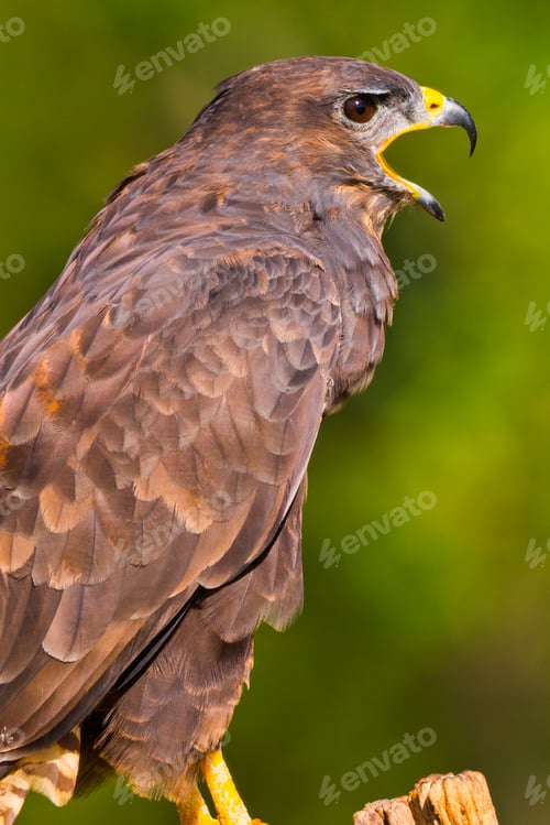 Preview: Buzzard, Mediterranean Forest, Spain