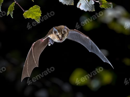 Preview: Flying Greater horseshoe bat in forest