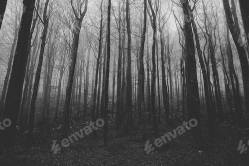 Preview: empty