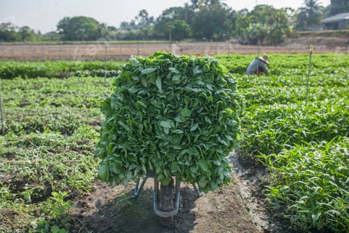 Preview: Cropping process. Some of the stock.