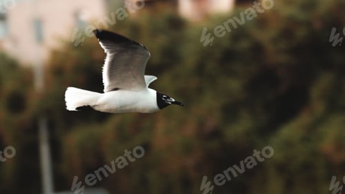 Preview: Beautiful Laughing gull flying on the background of trees