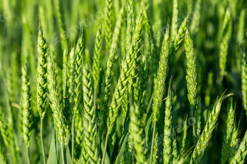 Preview: Green wheat field close up image. Agriculture scene