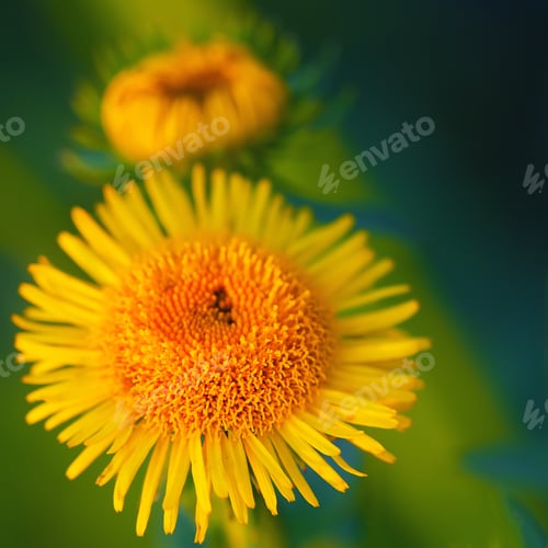 Preview: bright yellow daisies