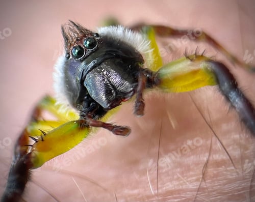 Preview: Close up of a colourful jumping spider
