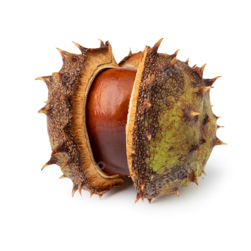 Vorschau: Einzelne Rosskastanie, Aesculus hippocastanum, isoliert auf weißem Hintergrund