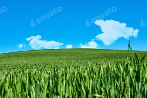 Preview: Green fields and blue sky in spring. Farmland in springtime - lots of copy space.