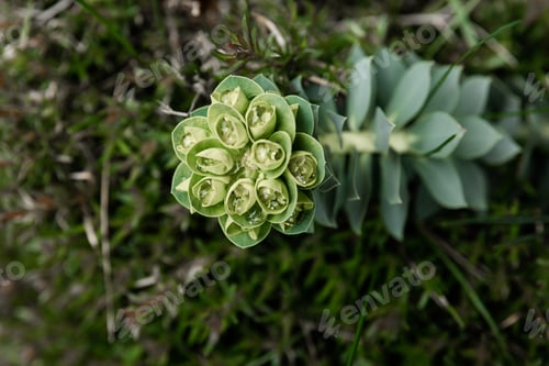 Preview: Rosetta stonecrop, or Sedum rosetta. Close-up photo of its small green leaves.