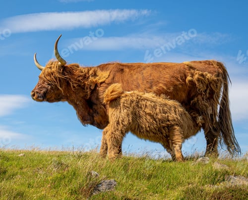 Preview: Adorable mother and baby brown furry highland cattle atop a hill of lush green grass