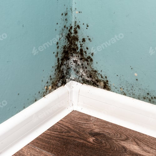 Preview: Black mould on wall closeup