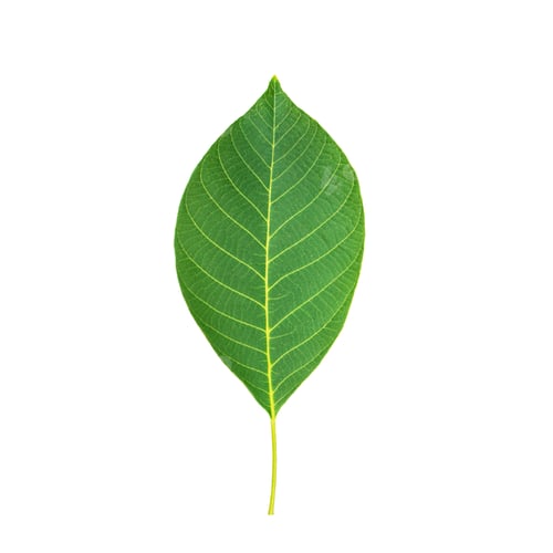 Preview: walnut tree leaf on white background