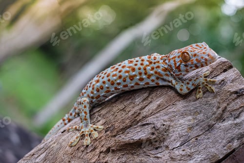 Preview: Tokay gecko